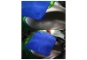 SEFIS microfiber cleaning cloth 5pcs GMS450 25*25cm blue for the car